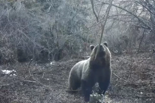 Neverovatan prizor na Tari: Medvedi se probudili iz zimskog sna, a jedan svratio na ručak - da li je zimi kraj?(FOTO)