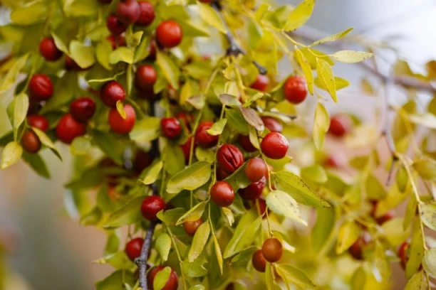 RADIŠA JE ZASADIO VOĆE ZA KOJE MALO KO U SRBIJI ZNA! Kilogram prodaje za čak 1.200 dinara, razvio UNOSAN BIZNIS!