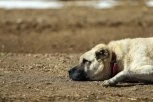 BRUTALNO UBILI PSA! Uhapšen bračni par u Novom Sadu zbog monstruoznog zločina - KRICI NESREĆNE ŽIVOTNJE ODJEKIVALI CELIM KRAJEM!