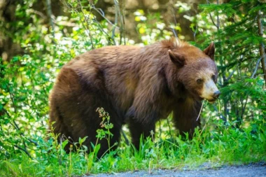 Ova BILJKA čisti organizam, pokreće varenje i jača telo: Čak je i medvedi jedu čim se probude iz zimskog sna!