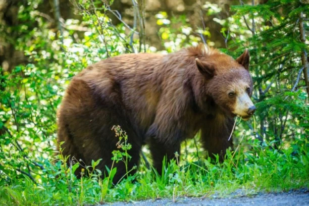 Ova BILJKA čisti organizam, pokreće varenje i jača telo: Čak je i medvedi jedu čim se probude iz zimskog sna!