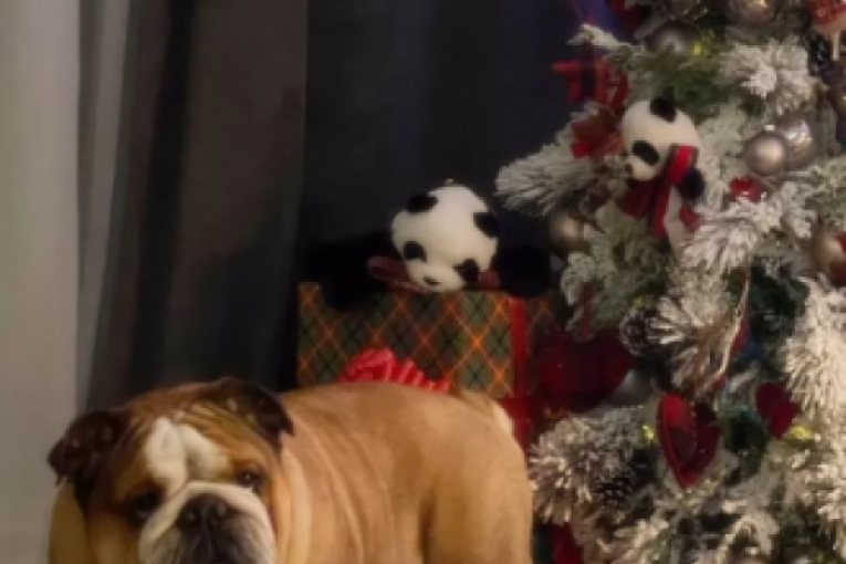 Objava Marije Šerifović