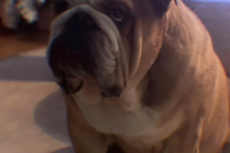 Objava Marije Šerifović