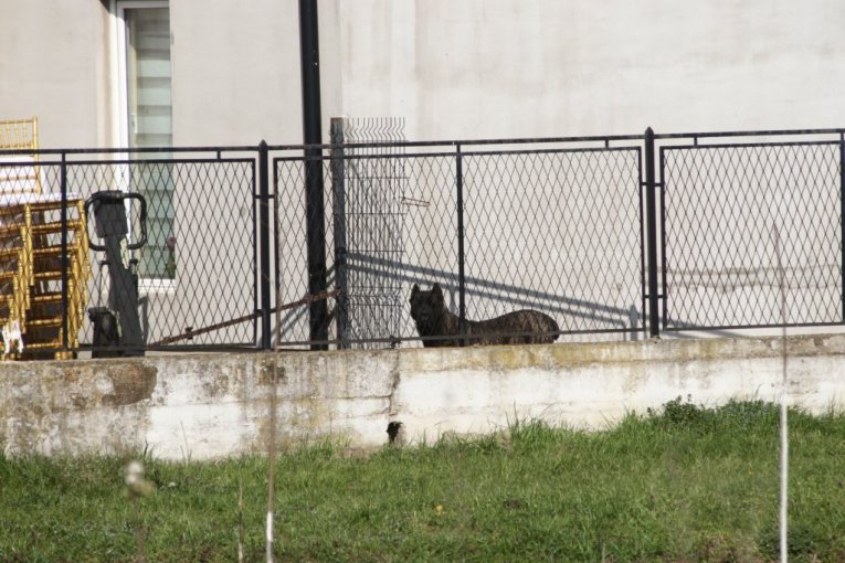 Pas Dragana Lazića na kapiji