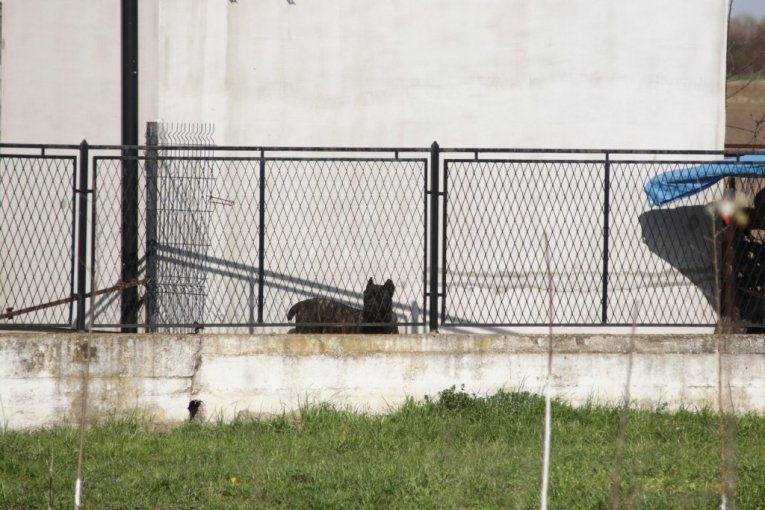 Pas Dragana Lazića na kapiji