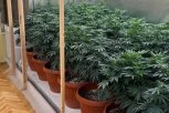 OTKRIVENE DVE LABORATORIJE ZA UZGOJ MARIHUANE U SUBOTICI! Dvojica muškaraca odmah uhapšena, evo šta je sve policija pronašla! (FOTO)