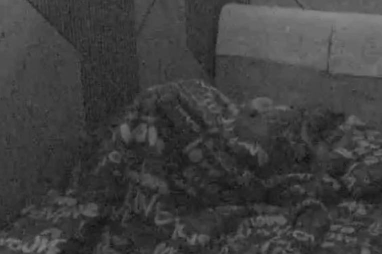 Anita Stanojlović i Luka Vujović intimna akcija