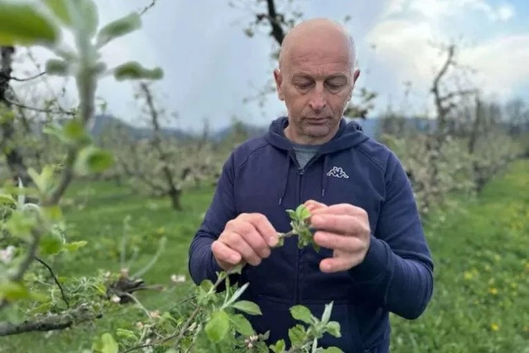 NE DAJ BOŽE DA SE PONOVI PROŠLA GODINA! Voćari strahuju od mraza: To je pravi rulet kada je u pitanju opstanak voća