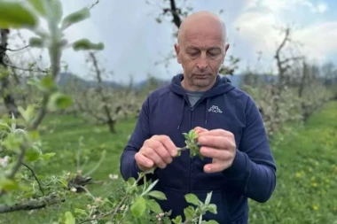 NE DAJ BOŽE DA SE PONOVI PROŠLA GODINA! Voćari strahuju od mraza: To je pravi rulet kada je u pitanju opstanak voća