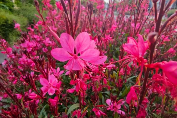 ULOŽIŠ 10.000 DINARA, A VEOMA BRZO ZARADIŠ 20.000! Uzgajanje gaure sve unosniji biznis u Srbiji!