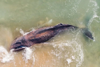 NEMAČKA NA NOGAMA! Nasukao im se grbavi kit na peščani sprud!