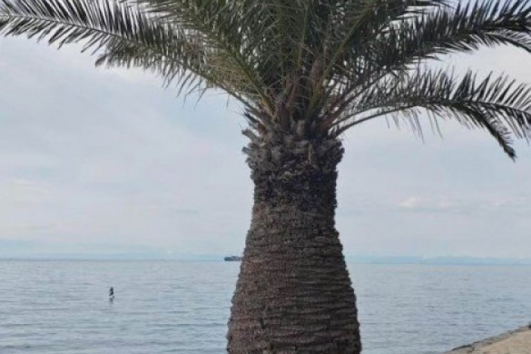 Sani se oglasio iz Slovenije