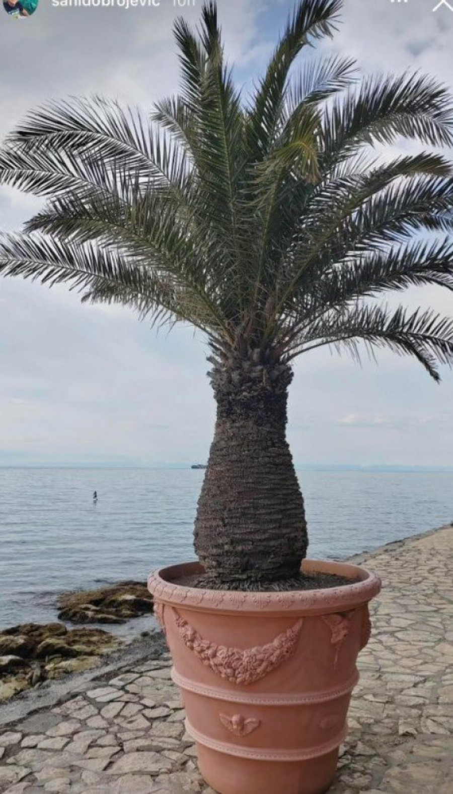 NE DOLAZI U ŠIMANOVCE, PALA ODLUKA U POSLEDNJEM TRENUTKU! Saopštene informacije iz doma Dobrojević!