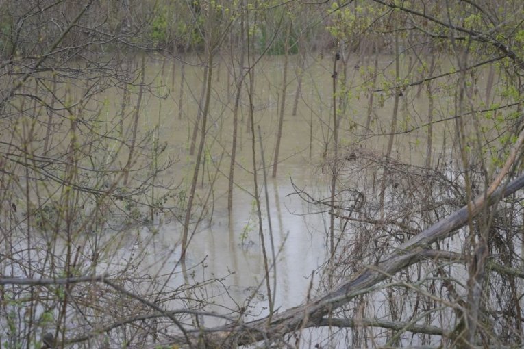 Izlivanje Zapadne Morave