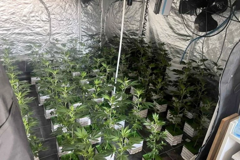 OTKRIVENE LABORATORIJE DROGE U BEOGRADU! U stanovima na Zvezdari gajio marihuanu! Pogledajte SPEKTAKULARNU akciju policije! (FOTO, VIDEO)