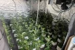 OTKRIVENE LABORATORIJE DROGE U BEOGRADU! U stanovima na Zvezdari gajio marihuanu! Pogledajte SPEKTAKULARNU akciju policije! (FOTO, VIDEO)