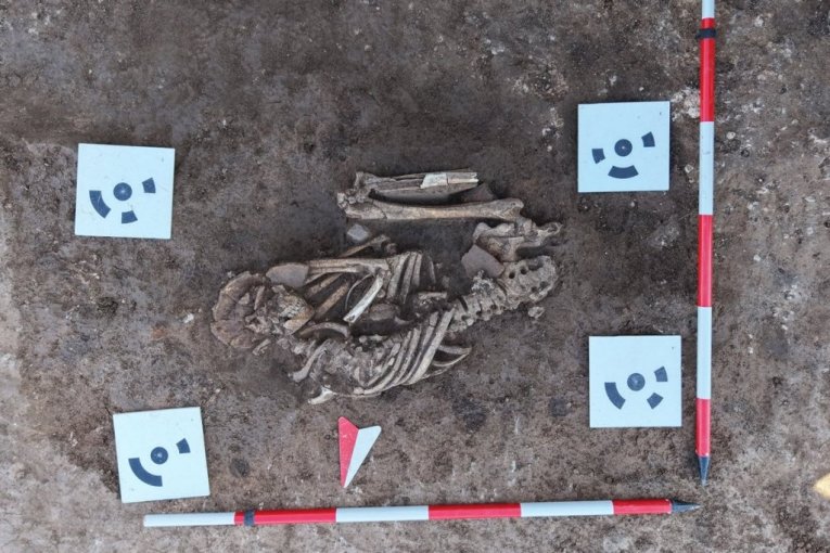 Grobovi starčevačke kulture