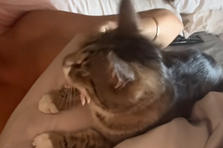 Jelena Karleuša TikTok