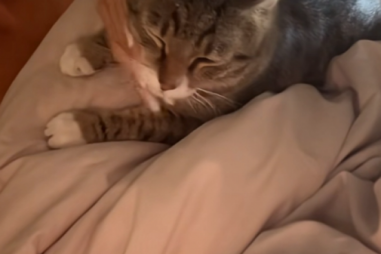 Jelena Karleuša TikTok