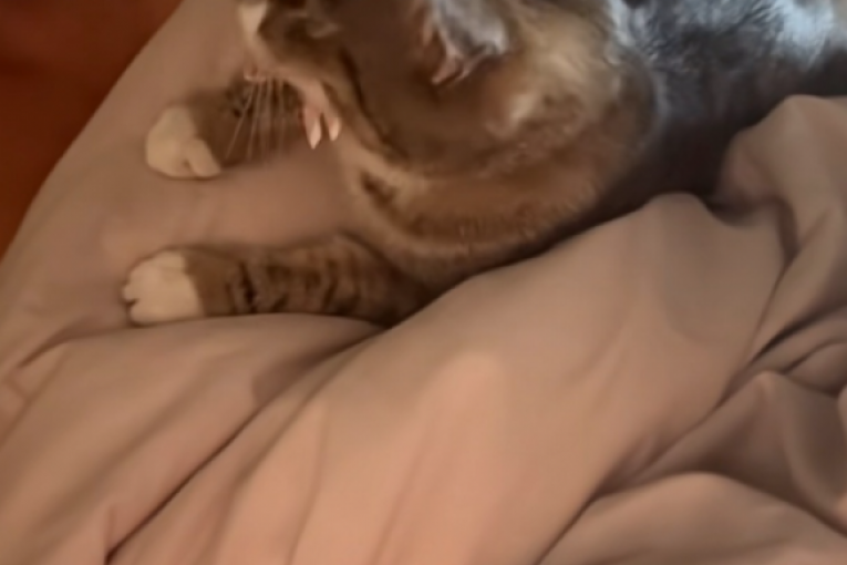 Jelena Karleuša TikTok