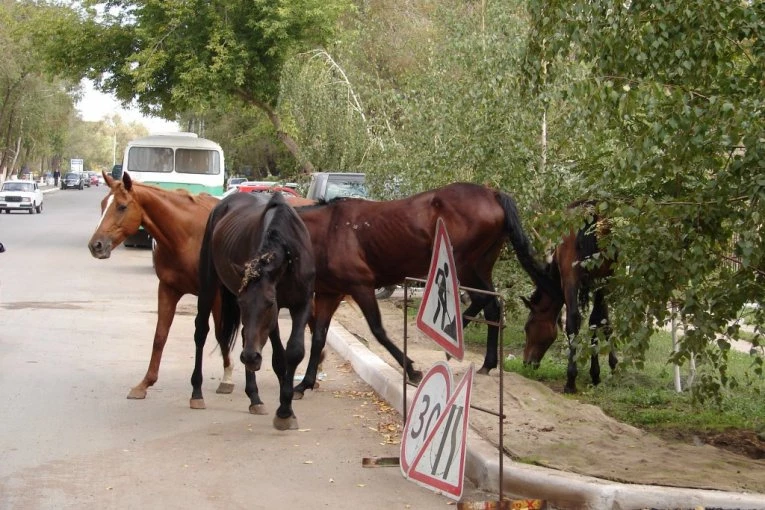 OVO SAMO U SRBIJI MOŽE DA BUDE! Pogledajte kako tri konja slobodno šetaju ovim gradom dok im se vuku kanapi po blatu: Građani zabrinuti, niko ne zna čiji su! (VIDEO)