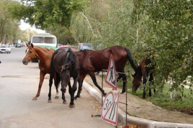 OVO SAMO U SRBIJI MOŽE DA BUDE! Pogledajte kako tri konja slobodno šetaju ovim gradom dok im se vuku kanapi po blatu: Građani zabrinuti, niko ne zna čiji su! (VIDEO)