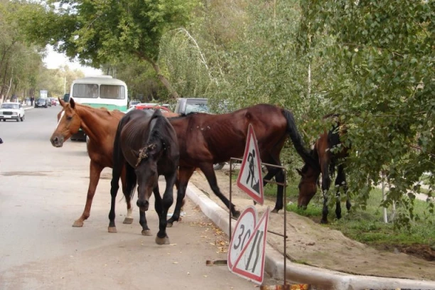 OVO SAMO U SRBIJI MOŽE DA BUDE! Pogledajte kako tri konja slobodno šetaju ovim gradom dok im se vuku kanapi po blatu: Građani zabrinuti, niko ne zna čiji su! (VIDEO)