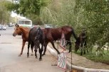 OVO SAMO U SRBIJI MOŽE DA BUDE! Pogledajte kako tri konja slobodno šetaju ovim gradom dok im se vuku kanapi po blatu: Građani zabrinuti, niko ne zna čiji su! (VIDEO)