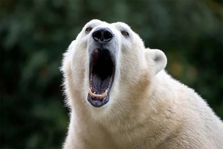 MEDVED NAPAO VOJNIKE: Rutinska vežba završena užasnim OKRŠAJEM (FOTO)