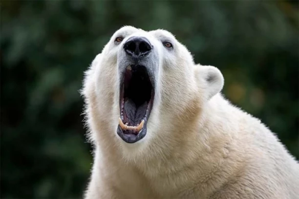 MEDVED NAPAO VOJNIKE: Rutinska vežba završena užasnim OKRŠAJEM (FOTO)