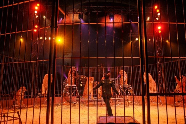 VELIKA DRAMA U CIRKUSU U RUSIJI! Tigar srušio zaštitnu mrežu i skočio u publiku - NASTAO LOM, SVE SE ORI OD VRISKE! (VIDEO)