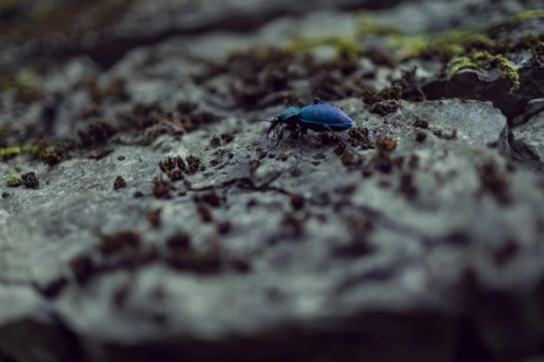 NEVEROVATNO OTRKIĆE U SRBIJI! Pronađen insekt kog niko nije očekivao na našim prostorima!