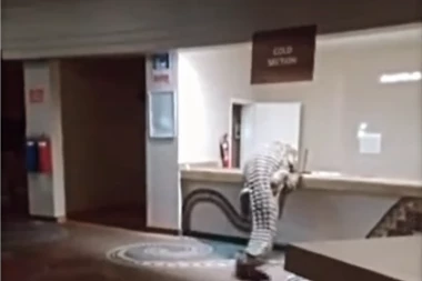 KULTURNO UŠAO, OTIŠAO DO BIFEA, PA ZASEO ZA ŠVEDSKI STO! Krokodil ušetao u poznati hotel i postao svetska senzacija - LJUDI GLEDAJU I NE VERUJU! (VIDEO)