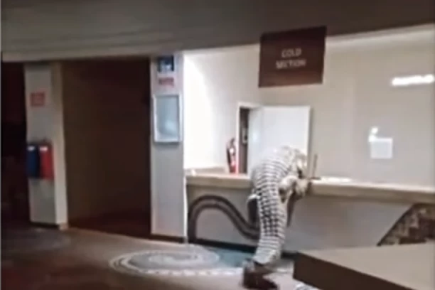 KULTURNO UŠAO, OTIŠAO DO BIFEA, PA ZASEO ZA ŠVEDSKI STO! Krokodil ušetao u poznati hotel i postao svetska senzacija - LJUDI GLEDAJU I NE VERUJU! (VIDEO)