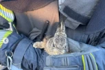 HEROJI PONEKAD NOSE KACIGU, UNIFORMU I VELIKO SRCE! Vatrogasci gasili požar na deponiji u Bačkoj Palanci, pa tamo zatekli NJEGA! (FOTO)