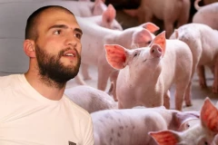 OVO JE PRAVO LICE VELJKA RAŽNATOVIĆA: Progovorili radnici s njegove farme svinja!