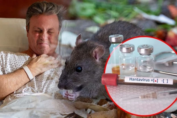 BOLOVI U TELU, MALAKSALOST, MUČNINA - Šta je HANTAVIRUS? Ovo su svi simptomi - Srbija je ugrožena?!