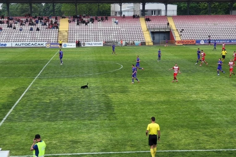 HIT SCENA IZ PRVE LIGE SRBIJE: Neplanirani gost zaustavio duel Borca i Grafičara! (VIDEO)
