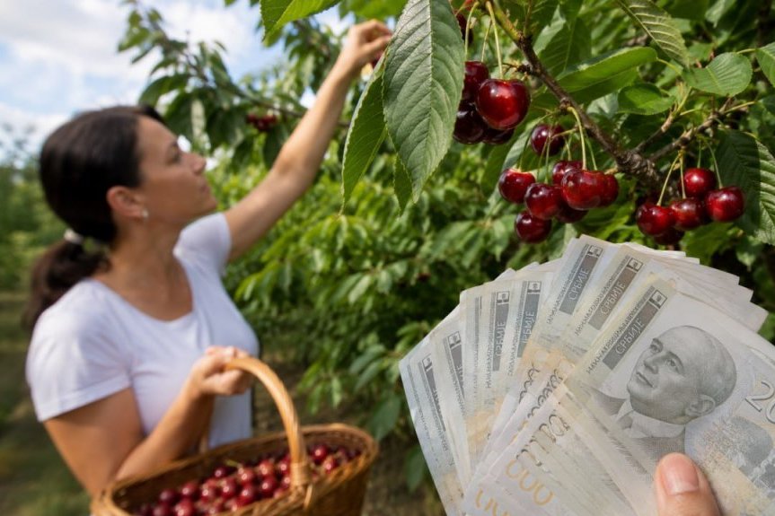 ДНЕВНА СТАВКА 5.000 ДИНАРА, А РАДНИКА НЕМА! Газде нуде храну и смештај, али џабе