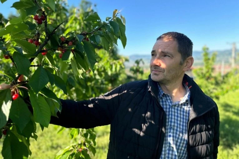 NEMA VIŠE PLJAČKI U SUPERMARKETIMA! Stigle domaće trešnje - evo kakav je rod! (FOTO)