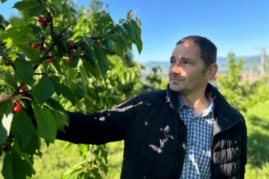 NEMA VIŠE PLJAČKI U SUPERMARKETIMA! Stigle domaće trešnje - evo kakav je rod! (FOTO)
