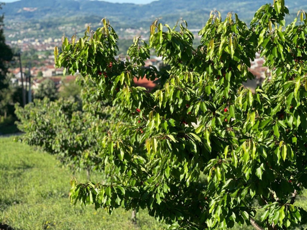 Republika