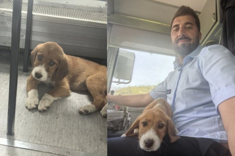 MILAN AND MILA: The story of train driver Milan Živadinović who saved a puppy from the tracks and adopted it