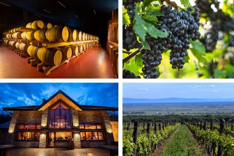 Na korak od Beograda: Vinarija Erdevik je mesto gde vino, priroda i hrana stvaraju savršen vikend