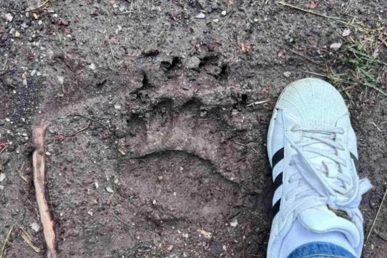 MEŠTANI SU PRIMETILI OTISKE, PA VIDELI ZAKLANE OVCE! Jeza u selu kod Požege:" Očajni smo i nemoćni!" (FOTO)