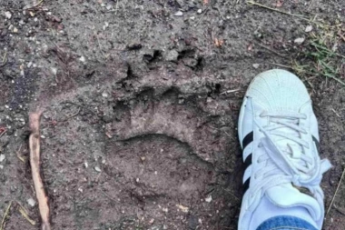 MEŠTANI SU PRIMETILI OTISKE, PA VIDELI ZAKLANE OVCE! Jeza u selu kod Požege:" Očajni smo i nemoćni!" (FOTO)