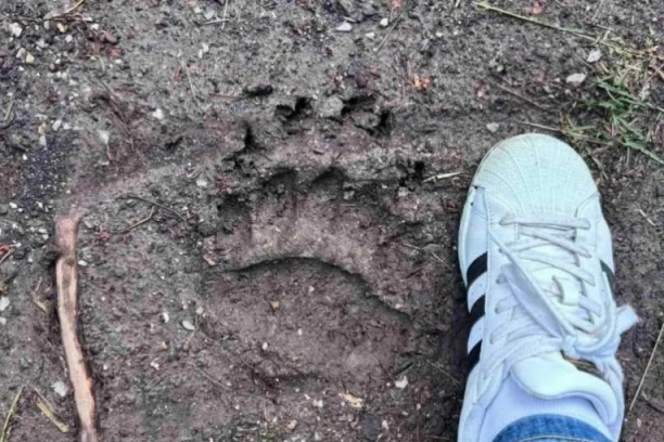 MEŠTANI SU PRIMETILI OTISKE, PA VIDELI ZAKLANE OVCE! Jeza u selu kod Požege:" Očajni smo i nemoćni!" (FOTO)