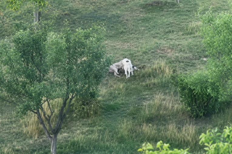 UŽAS U NOVOM PAZARU! Čopor lutalica upao u tor i zaklao jagnje - LJUDI U OPŠTOJ PANICI, NE SMEJU GLAVU DA PROVORE IZ KUĆA