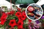 PRVO CVEĆE NA POKLON, A ONDA ISTINA UŽIVO! Novinari Nove S se kiselo nasmejali kada su pitali gospodina na pijaci kako živi: "Vučiću kapa dole!" (VIDEO)