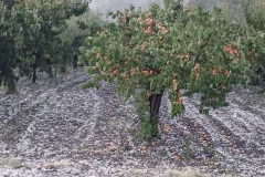 GRAD ZASUO ČAČAK I OKOLINU! Sve se zabelelo u nekoliko minuta - VOĆARI U ŠOKU! (FOTO)